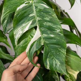 Epipremnum pinnatum 'Variegata' | Na pniu