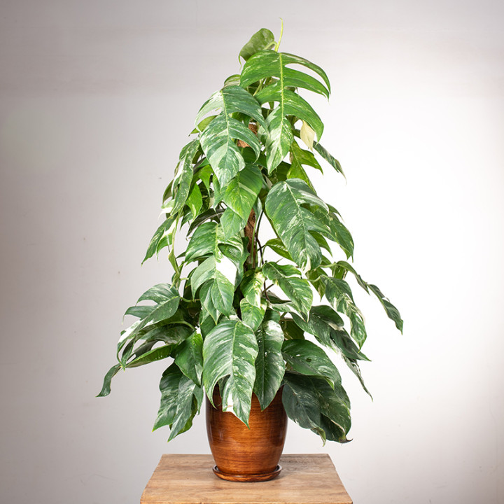 Epipremnum pinnatum 'Variegata' | Na pniu