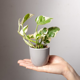 Epipremnum 'N'Joy'