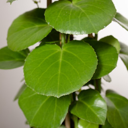 Cissus rotundifolia
