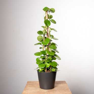 Cissus rotundifolia