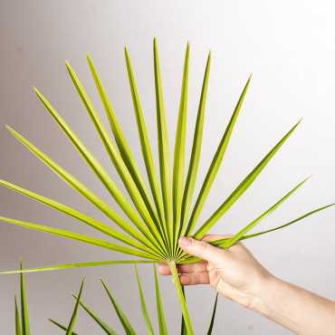 Chamaerops humilis | Duży