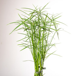 Papirus Cyperus 'Gracilis'
