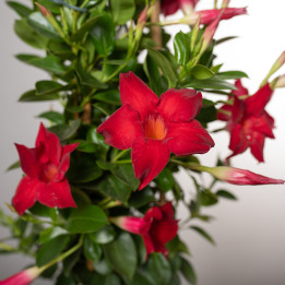 Mandewilla czerwona