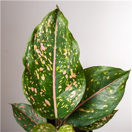 Aglonema 'Pink Leopard'