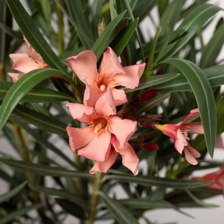 Oleander MIX kolorów