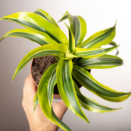 Dracena 'Lemon Surprise'