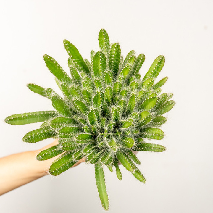 Hylocereus undatus Pitaja | Tomaszewski