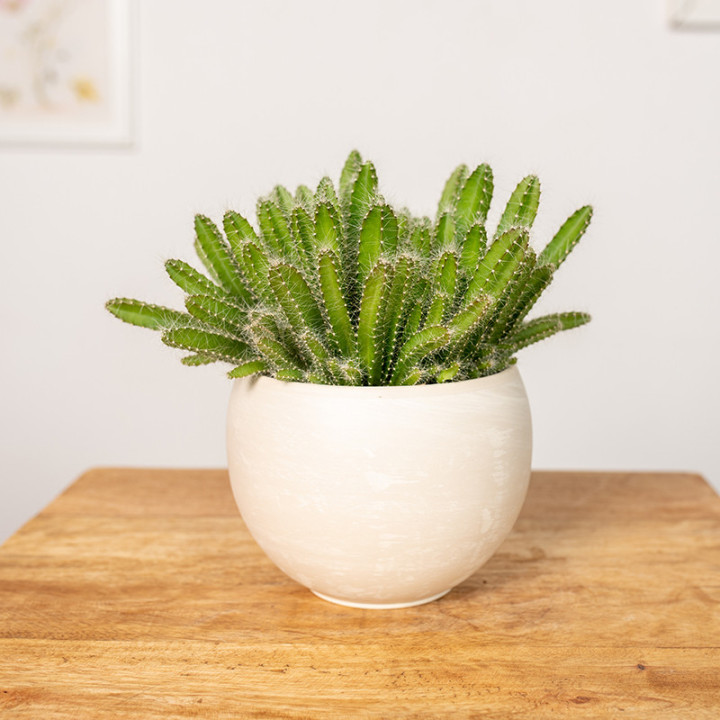 Hylocereus undatus Pitaja | Tomaszewski