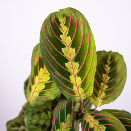 Maranta | Tomaszewski