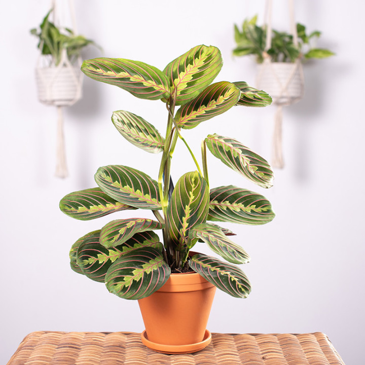 Maranta | Tomaszewski