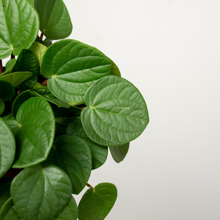 Peperomia 'Rana Verde' | Tomaszewski