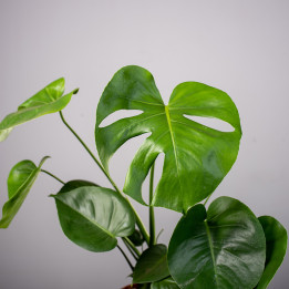 Monstera Dziurawa | Tomaszewski