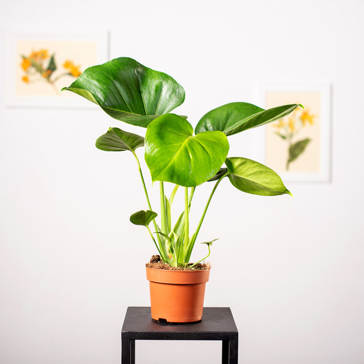 Monstera Dziurawa | Tomaszewski