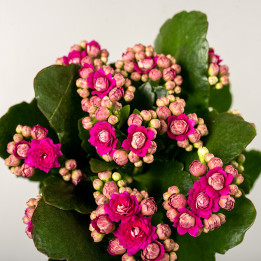 Kalanchoe MIX kolorów | Tomaszewski