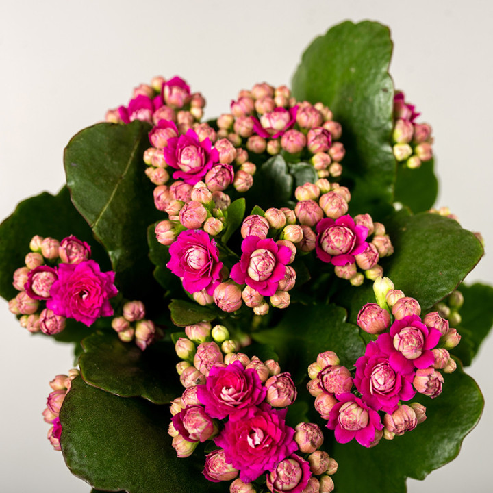 Kalanchoe MIX kolorów | Tomaszewski