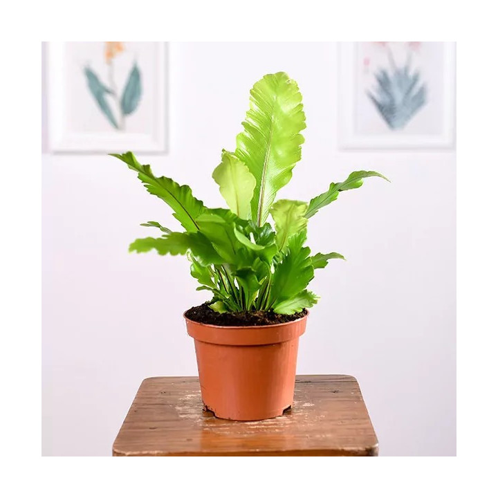Asplenium 'Campio' | Tomaszewski