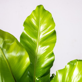Asplenium 'Campio' | Tomaszewski