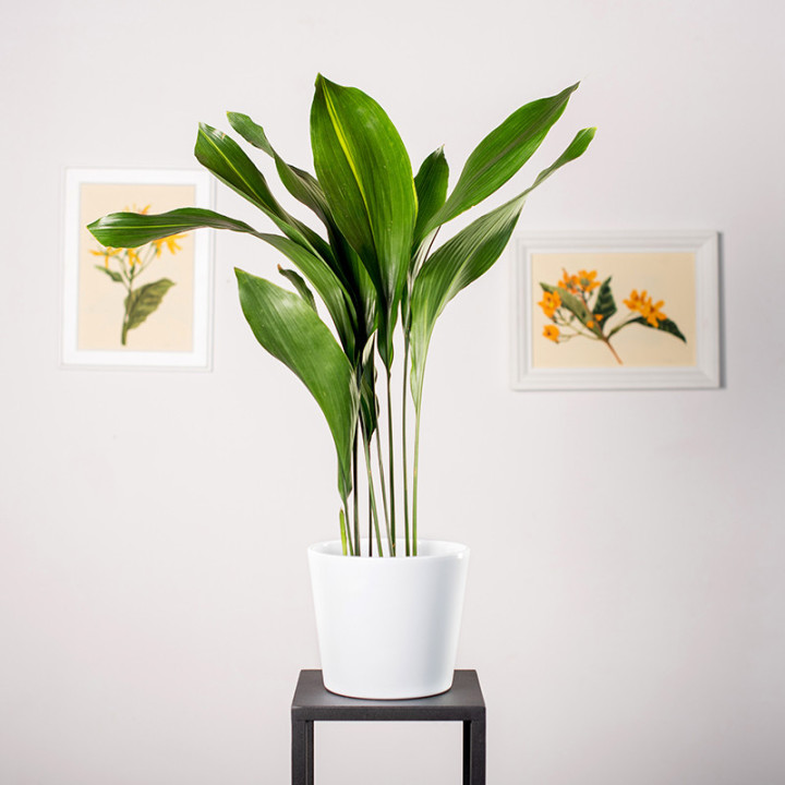 Aspidistra | Tomaszewski