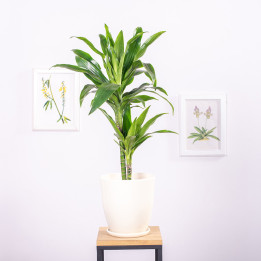 Dracena 'Janet Craig' | Tomaszewski