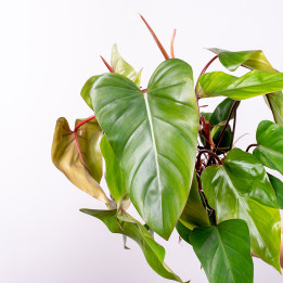 Filodendron 'Red Emerald' | Tomaszewski