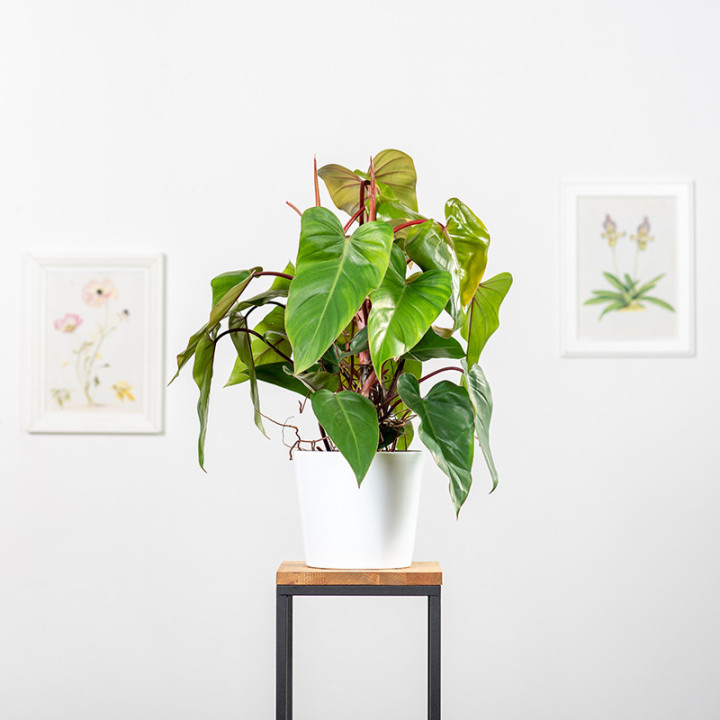 Filodendron 'Red Emerald' | Tomaszewski