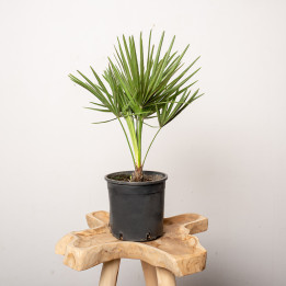 Chamaerops humilis