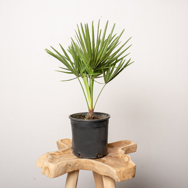 Chamaerops humilis