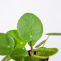 Pilea peperomiowata - Pieniążek | Tomaszewski