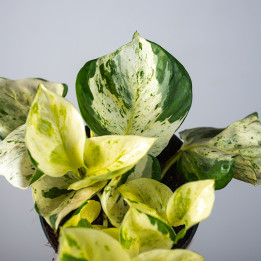 Epipremnum 'Happy Leaf' | Tomaszewski