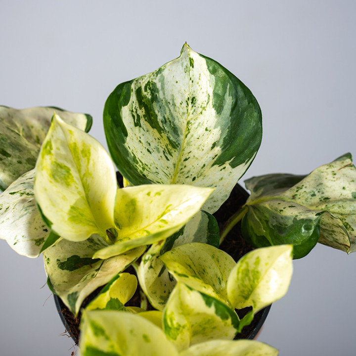 Epipremnum 'Happy Leaf' | Tomaszewski
