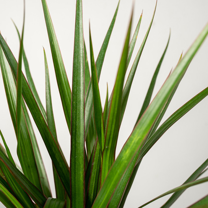 Dracena 'Green' 1 Pęd | Tomaszewski