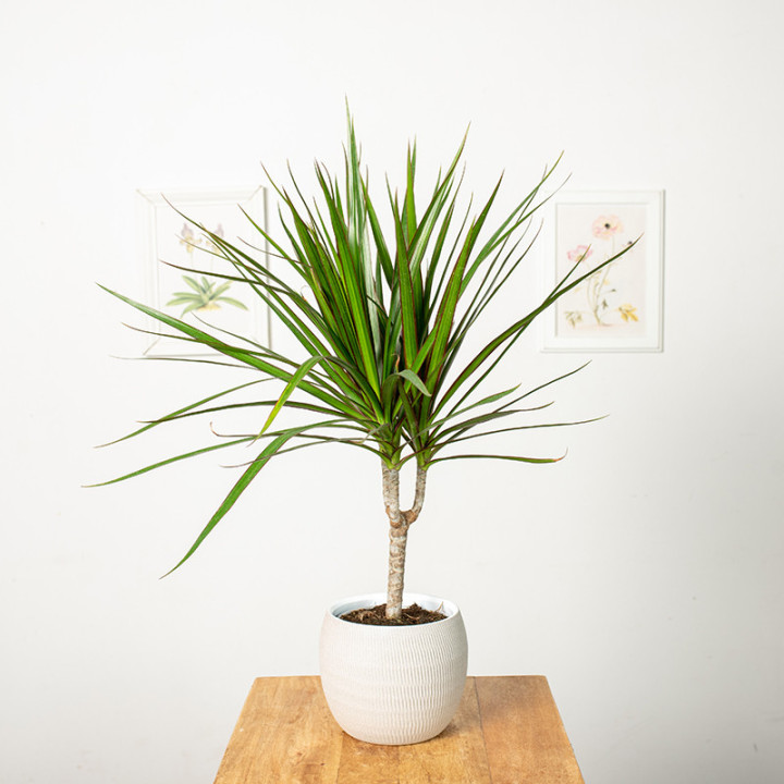 Dracena 'Green' 1 Pęd | Tomaszewski