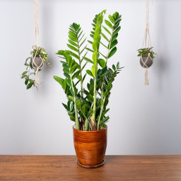 Zamiokulkas | Duży | Zamioculcas zamiifolia