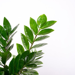 Zamiokulkas | Duży | Zamioculcas zamiifolia