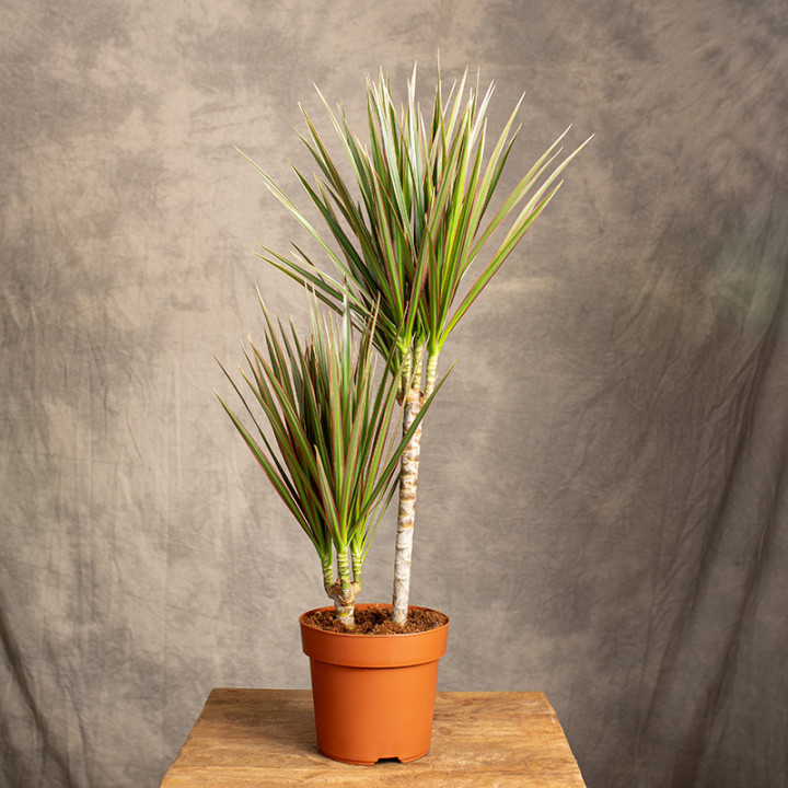 Dracena 'Bicolor' | Tomaszewski
