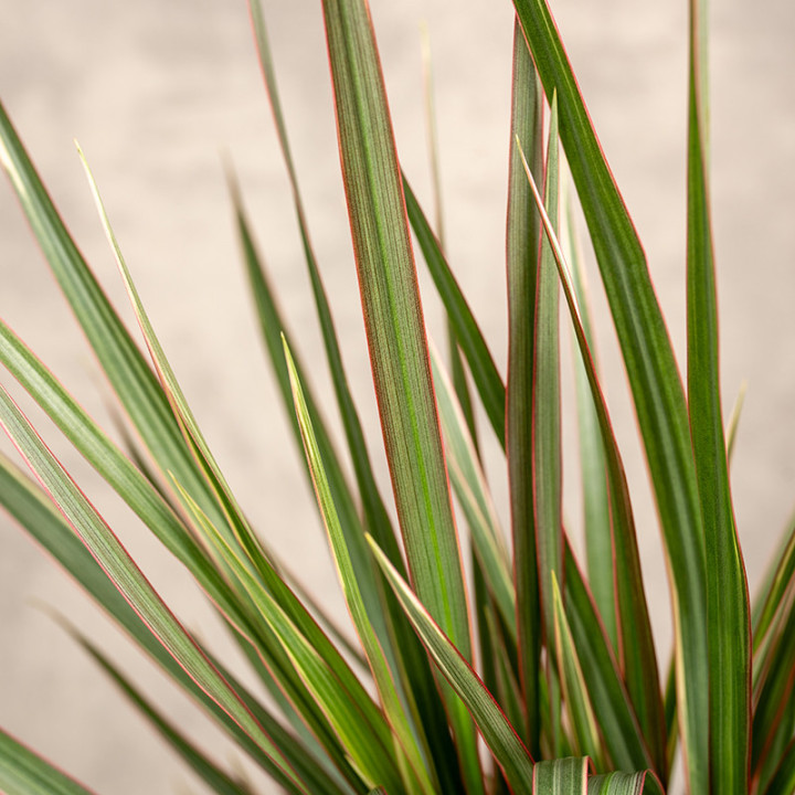 Dracena 'Bicolor' | Tomaszewski