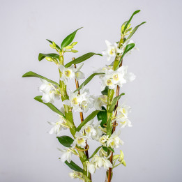 Dendrobium 'Star Class Apollo' | Tomaszewski