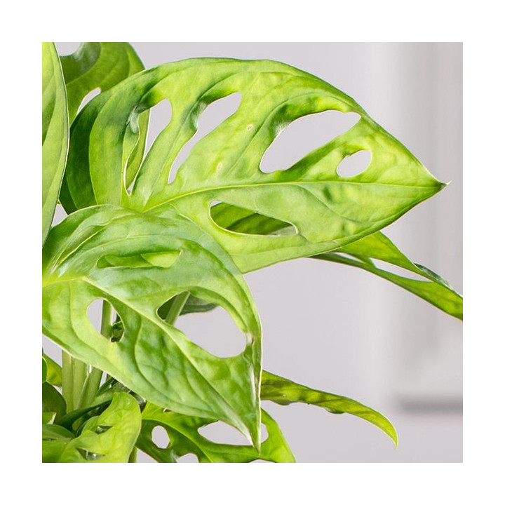 Monstera 'Monkey Mask' | Tomaszewski