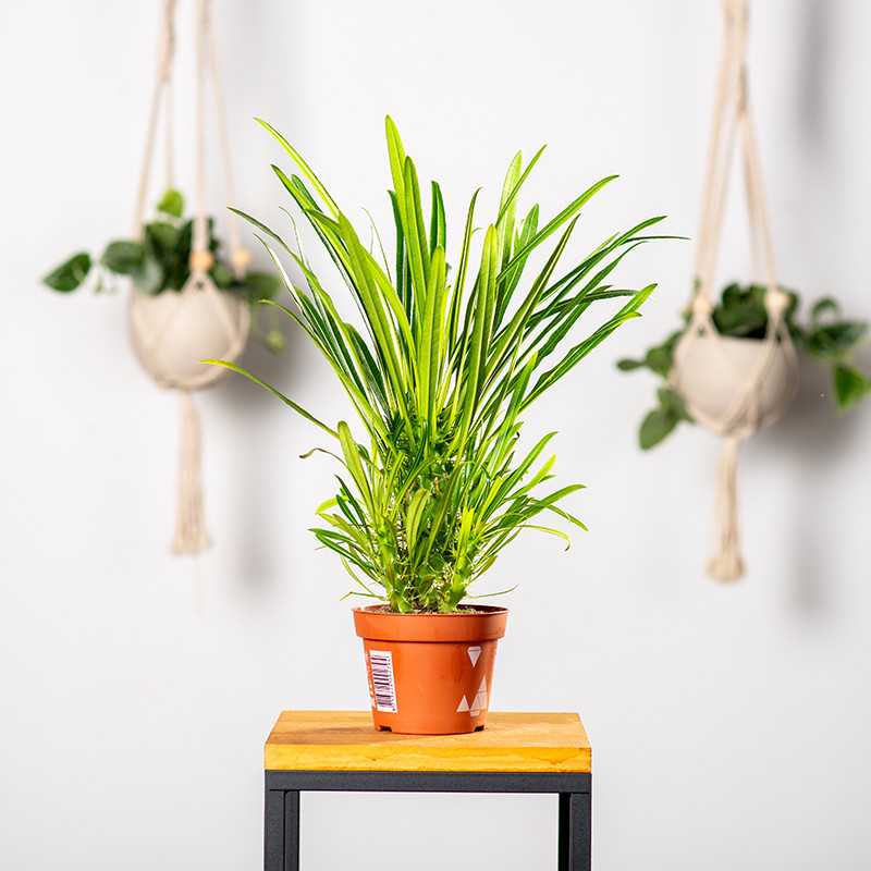 Pachypodium lamerei