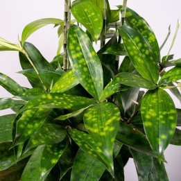 Dracena 'Aurea' | Tomaszewski