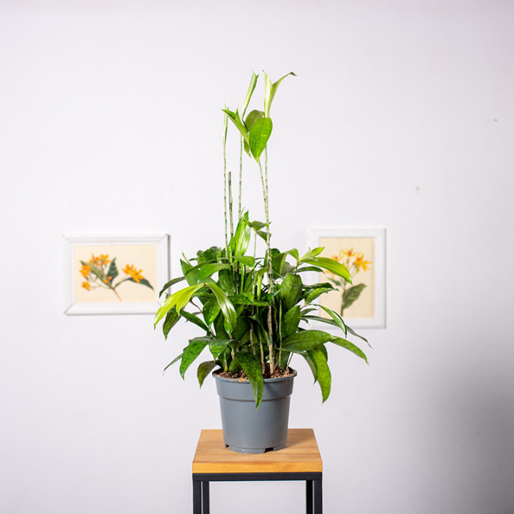 Dracena 'Aurea' | Tomaszewski
