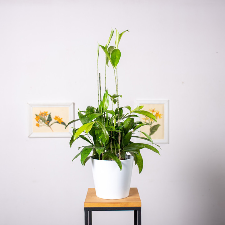 Dracena 'Aurea' | Tomaszewski