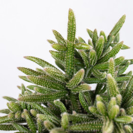 Rhipsalis 'Horrida' | Tomaszewski