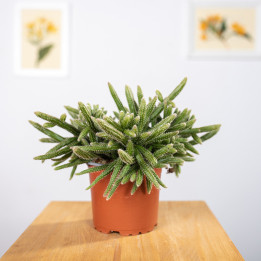 Rhipsalis 'Horrida' | Tomaszewski