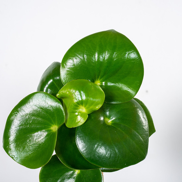 Peperomia 'Raindrop'