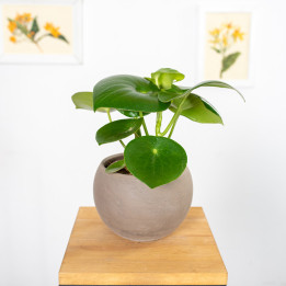 Peperomia 'Raindrop'