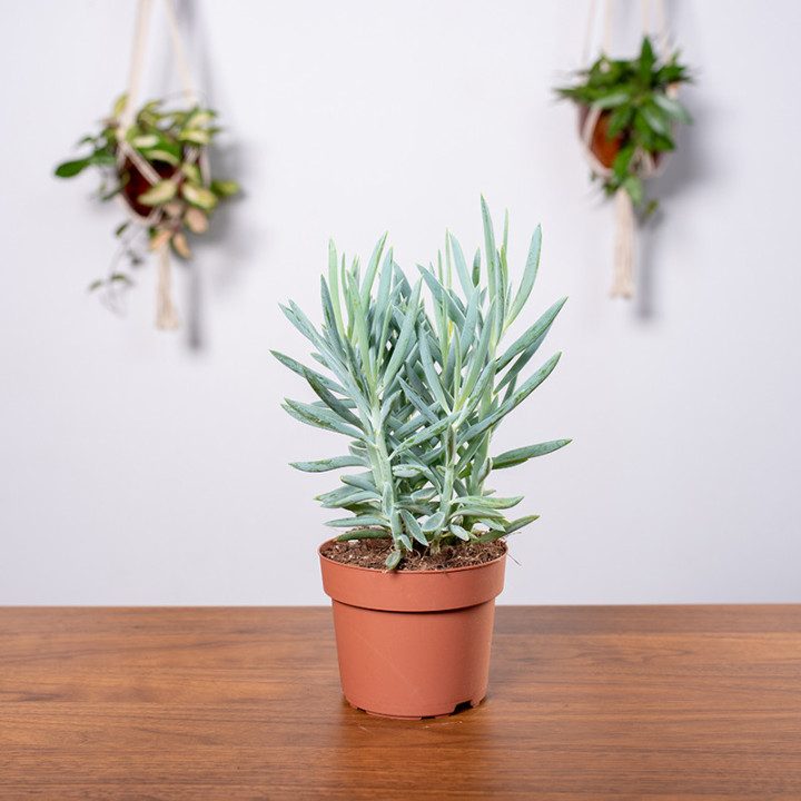 Senecio 'Mount Everest' | Tomaszewski