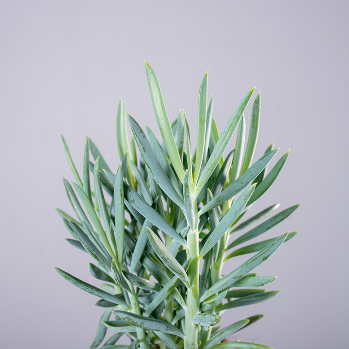 Senecio 'Mount Everest' | Tomaszewski
