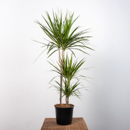 Dracena 'Green' 3 Pędy | Tomaszewski